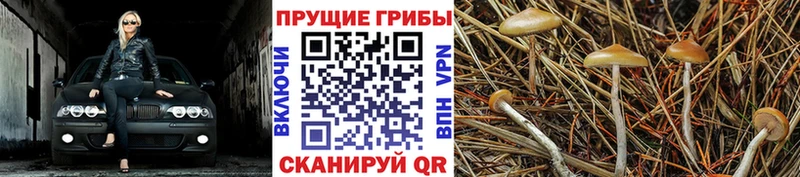 ОМГ ОМГ ТОР Великий Новгород Галлюциногенные грибы Cubensis что такое наркотик